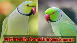 Best breeding formulas for ringneck parrot pair, 🦜