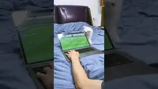Cat breaks laptop screen display by teeth.