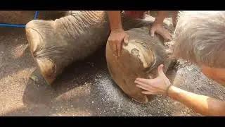 instructional video. Elephant nail abscess trim.
