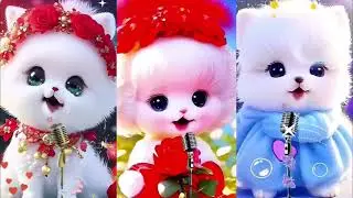 Cute cat naat 😻 beautiful naat 💗 cute cat naat sounds ❣️ viral 🙏 Islamic ❤️&zwj;🩹 naat sounds ❣️