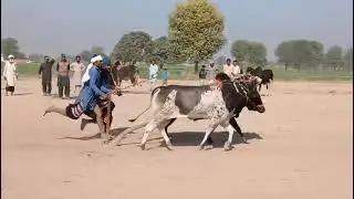 داند شکرا کی نیو ٹرائی مہر قیصر سیال آلہ اسوار ساجد سندھو اور عابد سندھو بہت خوب سندھو 