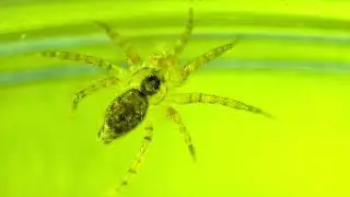 Wall Spider (Oecobius navus) (2023-07-02)