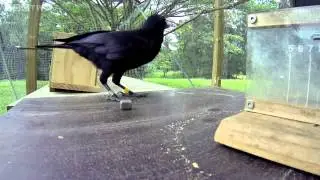 Tool Use by Animals