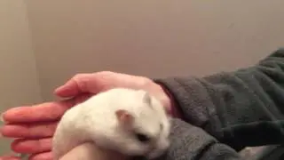 Cute hamster walking 🐹