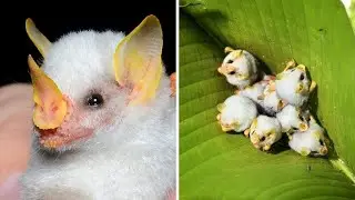 Honduran White Bat 🦇 One Of The Cutest And Exotic Animals In The World