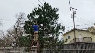 CANE POLE used to place Christmas lights HIGH IN A TREE.