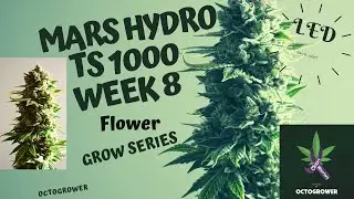 MARS HYDRO TS 1000 WEEK 8 | OCTOGROWER