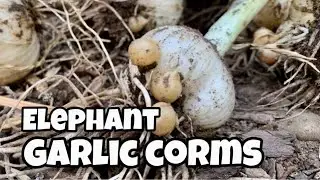 Garlic Corms - Grow Endless Supply of Elephant Garlic