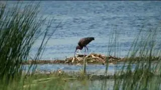 Glossy Ibis - RSPB Ham Wall Nature Reserve  Somerset  01/07/2017