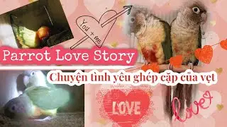 Parrot Love Story / Breeding Clue