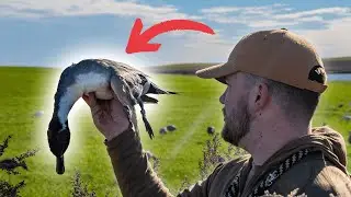 NORTH DAKOTA Duck Hunting | Banded Pintail