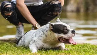 In recent years, the Pit Bull breed