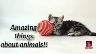 Amazing things about animals!!Unique Uploads