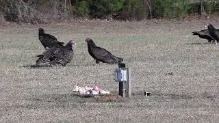 Supplementing Locals Birds In The Area During Very Cold Weather