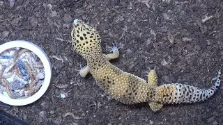 Is My Lizard Too Fat? Leopard Gecko Update