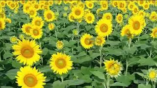 Sunflower(mashiko）Himawariひまわり（益子町）