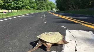 How to Help a Turtle Cross the Road