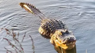 Alligator mating call 鳄鱼求偶的叫声