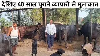 देखिए हरियाणा से आई भैंसें कन्नौज में भाव से मिल रही |  40 साल पुराना काम  | shivam dairy farm
