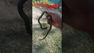 Snake 🐍🥵🥵🔥🔥 short reels video #subscribe #short #share #reels #comment #video #dawnload #please