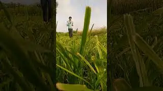 my from Farming videos my face reveal videos  whatsaap status#youtubeshorts #nmviral #nmvlogs