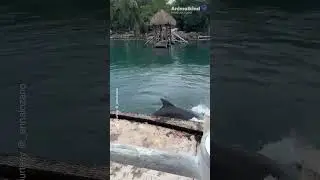 Watch little girl play spontaneous game of catch with dolphin