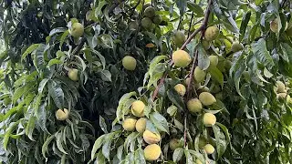 How Not To Grow Peaches. Featuring the Espada XL by @csknives 