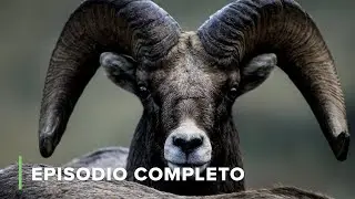Estados Unidos + Europa 🌏 | La Batalla de los Alfas 109+110