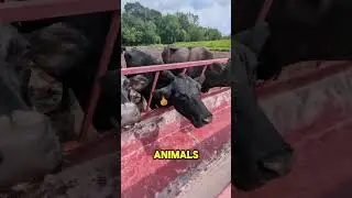 A Farm Adventure: Fun, Food, and Jewish Facts!