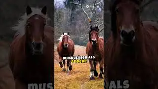 Wissenswerte Fakten ueber Westernpferde