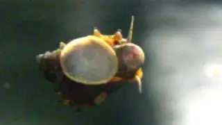 Brotia Pagodula