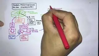 Regulación Expresión Genica en Procariontes operon Lac