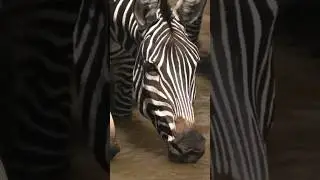Stripes in motion, beautiful zebras!! Full 4K Video in Link #shorts #zebra #animals #cute #nature