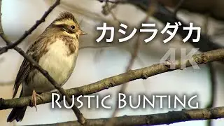 野鳥撮影・ 【野鳥動画】カシラダカ /Rustic Bunting /Emberiza rustica /4K