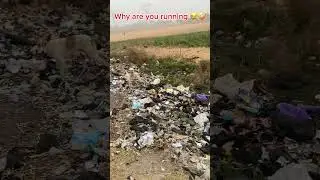 Why are you running?😂🤪 #funny #trendingshorts #dogshorts #doglife