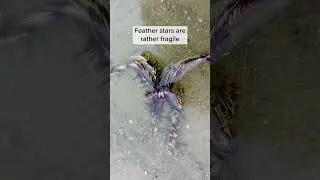 Look! I found a Feather Star!