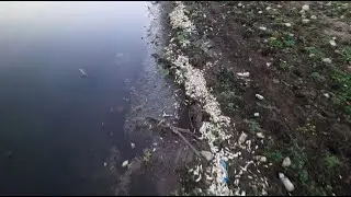 Hay más de un millón de peces muertos en La Presa