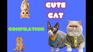 cute cat compilation 🤣 gatti carini 🤣 #2022