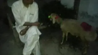 Eid-ul-azha qurbani 2016 by M.ayub sheikh and Mohammad Farouk