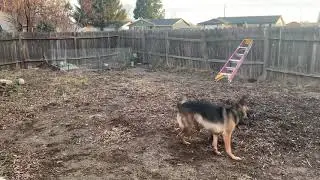 Dogs Playing Rough