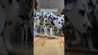 What people say when they see our Dalmatians&hellip; #dalmatian #dog #101dalmatians #shorts  #hyper #wow