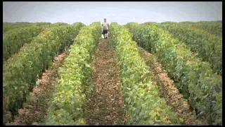 vignerons associes a la chablisienne