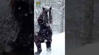 horses play on a winters day #shorts