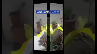 Dutch Iris 💛 زهرة السوسن
