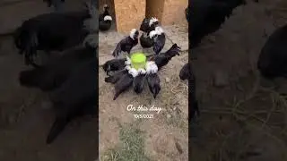 Motata olandeza 🐓🥰✅️