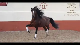 YEGUADA LLORENTE: LL TENTACION (ESPAÑA, 2020)