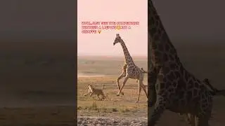 #WOW.... JUST SEE THE COMPETITION BETWEEN A LAEPORD 😼AND A GIRAFFE🦒👋👋