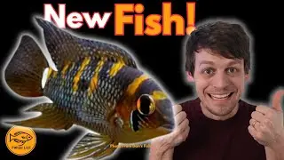Обновление Fishroom: множество новых рыб.