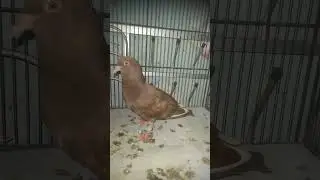 PACEKAN CUCU RAMPOK X JALUR BALAP #wenseslausmaximilianwijaya #tjanbilly #merpati #pigeon