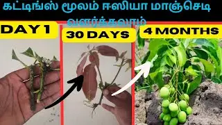 Grow mango from cuttings using natural rooting aloe vera 🥭// 🥭Method of rooting in water